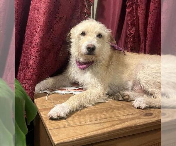 Medium Photo #3 Mutt Puppy For Sale in San Antonio, TX, USA