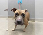 *BRADLEY - Male Mutt Dog for Adoption - Small photo