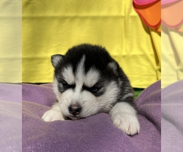 Medium Photo #9 Siberian Husky Puppy For Sale in DEARBORN, MO, USA
