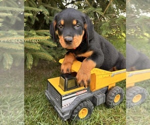 Rottweiler Puppy for sale in MIDDLEBURY, IN, USA