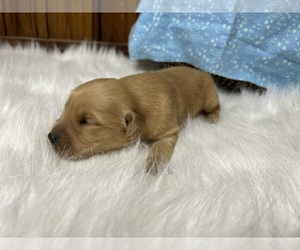 Golden Retriever Puppy for sale in NEOLA, WV, USA