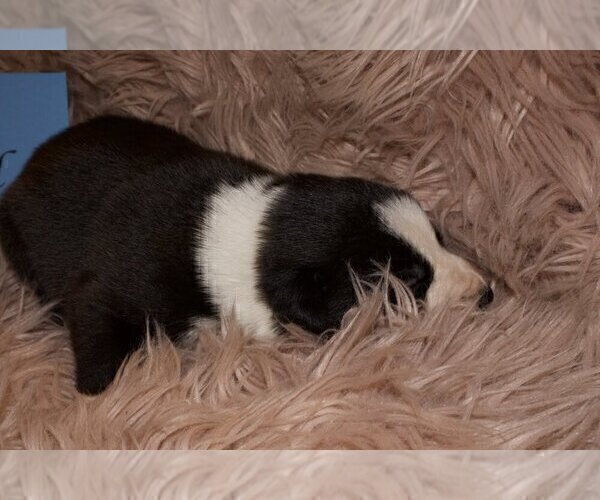 Medium Photo #3 Border Collie Puppy For Sale in ANDERSON, SC, USA