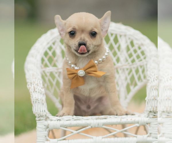 Medium Photo #8 Chihuahua Puppy For Sale in WARSAW, IN, USA