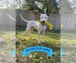 Small #4 American Staffordshire Terrier-Labrador Retriever Mix