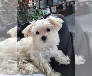 Maltese-Morkie Mix Puppy for sale in OWASSO, OK, USA