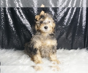 Goldendoodle (Miniature) Puppy for sale in WARSAW, IN, USA