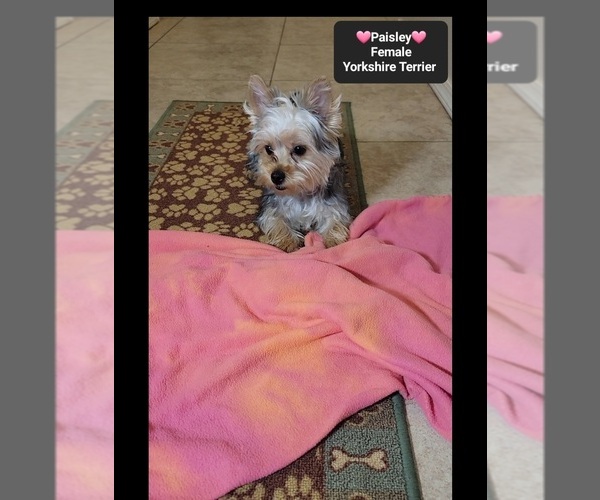 Medium Photo #3 Yorkshire Terrier Puppy For Sale in TUCSON, AZ, USA