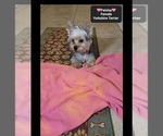 Paisley - Female Yorkshire Terrier Puppy for Sale - Photo #3