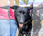 Small #4 German Shepherd Dog Mix