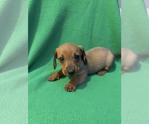 Dachshund Puppy for sale in LAWSON, MO, USA