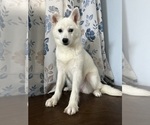 Small Photo #35 Alaskan Klee Kai Puppy For Sale in DURHAM, CT, USA