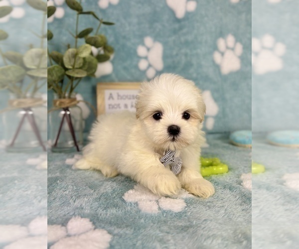 Medium Photo #1 Mal-Shi Puppy For Sale in NOBLESVILLE, IN, USA