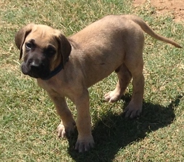 Great Dane Puppy for sale in ENID, OK, USA