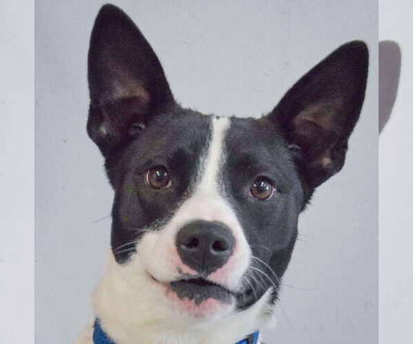 Medium Photo #1 American Staffordshire Terrier-Border Collie Mix Puppy For Sale in Huntley, IL, USA