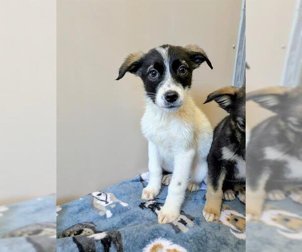 Medium Photo #1 Border Collie-Unknown Mix Puppy For Sale in Frisco, CO, USA