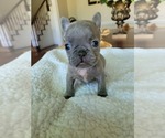 Small Photo #9 French Bulldog Puppy For Sale in FAYETTEVILLE, NC, USA