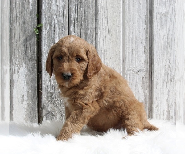 Medium Photo #2 Goldendoodle Puppy For Sale in MILLERSBURG, OH, USA