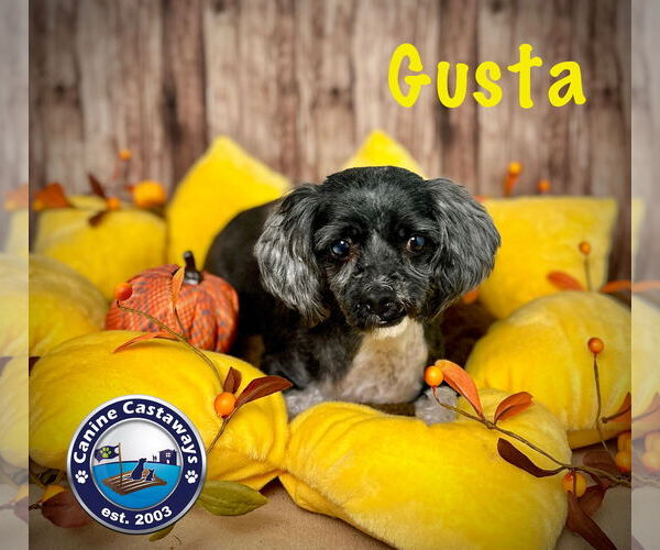 Medium Photo #2 Maltipoo Puppy For Sale in Arcadia, FL, USA