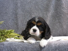 Puppy 4 Cavalier King Charles Spaniel