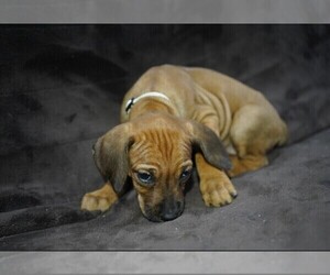 Rhodesian Ridgeback Puppy for sale in ONEIDA, TN, USA