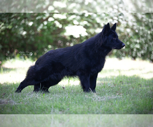 Father of the German Shepherd Dog puppies born on 06/14/2025