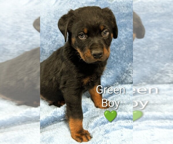 Medium Photo #2 Rottweiler Puppy For Sale in BENSON, NC, USA