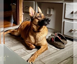 Mother of the Malinois puppies born on 05/24/2025
