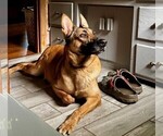 Small Photo #1 Malinois Puppy For Sale in MADISON, TN, USA
