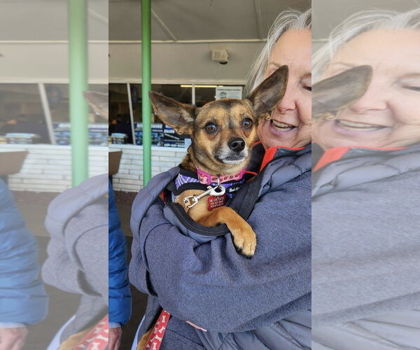 Medium Photo #1 Chihuahua Puppy For Sale in Mount Laurel, NJ, USA