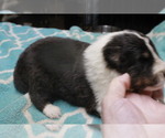 Small Photo #8 Shetland Sheepdog Puppy For Sale in BAINBRIDGE, NY, USA