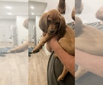 Small #7 Bloodhound-Redbone Coonhound Mix