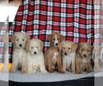 Small Photo #2 Labradoodle-Poodle (Miniature) Mix Puppy For Sale in CHRISTIANA, PA, USA