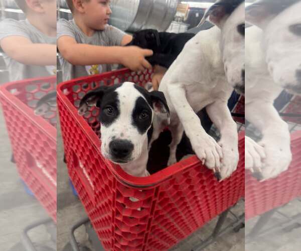 Medium Photo #1 American Pit Bull Terrier-Unknown Mix Puppy For Sale in New Oxford , PA, USA