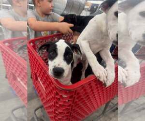 American Pit Bull Terrier-Unknown Mix Dogs for adoption in New Oxford , PA, USA