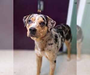 Catahoula Leopard Dog-Unknown Mix Dogs for adoption in Clarkesville, GA, USA