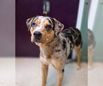 Small Catahoula Leopard Dog Mix