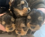 Small Photo #17 Yorkshire Terrier Puppy For Sale in W WARWICK, RI, USA