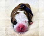 Puppy Navy Collar Alapaha Blue Blood Bulldog