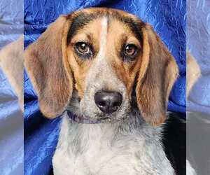 Beagle Dogs for adoption in Cuba, NY, USA