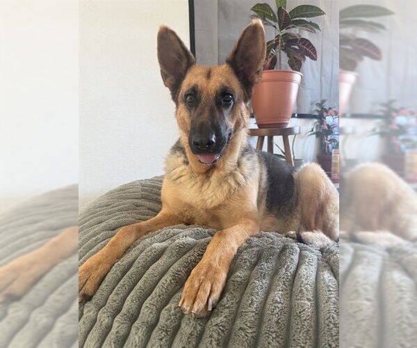 Medium Photo #1 German Shepherd Dog-Unknown Mix Puppy For Sale in San Antonio, TX, USA