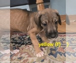 Small #5 Irish Dane