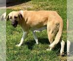 Small #1 Anatolian Shepherd Mix