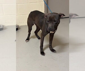 Mutt Dogs for adoption in Sanford, FL, USA