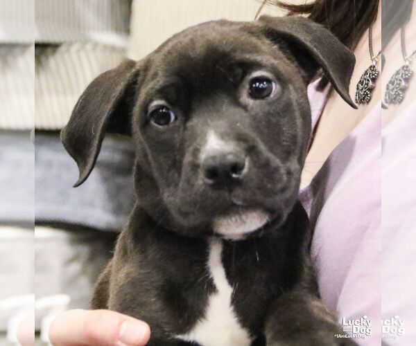Medium Photo #3 Labrador Retriever-Unknown Mix Puppy For Sale in Washington, DC, USA