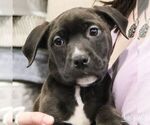 Small #2 Labrador Retriever Mix