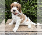 Small #1 Goldendoodle (Miniature)
