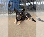 Small #1 German Shepherd Dog