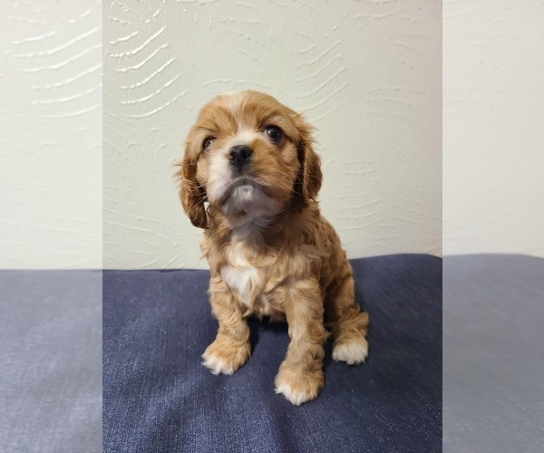 Medium Photo #8 Cocker Spaniel Puppy For Sale in MIDDLEBURY, IN, USA