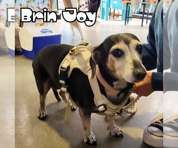 Medium Photo #24 Dachshund Puppy For Sale in San Antonio, TX, USA