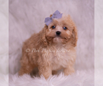 Small Photo #109 Cavapoo (Miniature) Puppy For Sale in WARSAW, IN, USA